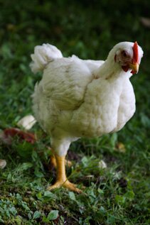 Premium free range chicken at Trosly Farm