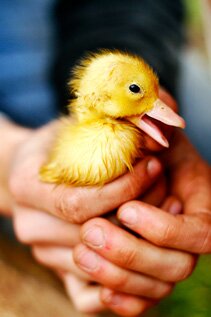 One of our free range ducklings at Trosly Farm